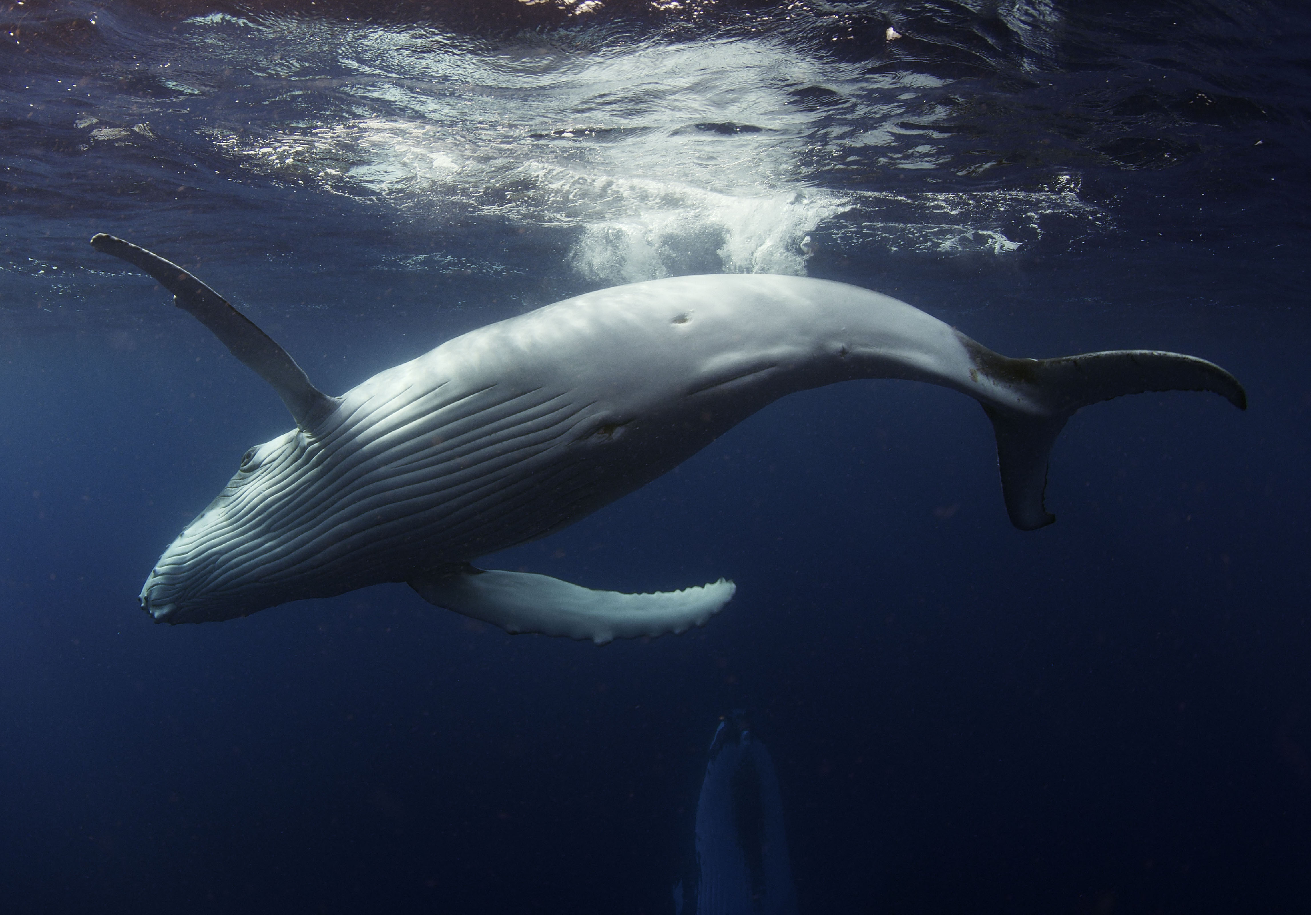 a humpback whale underwater